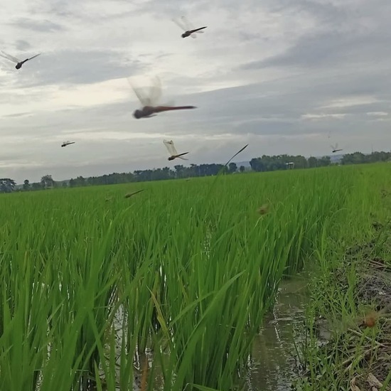 Capung Hama Wereng Padi