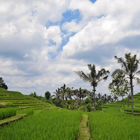 Memperkuat Pertanian Melalui Korporasi Petani: Langkah Menuju Desa yang Mandiri dan Berkembang