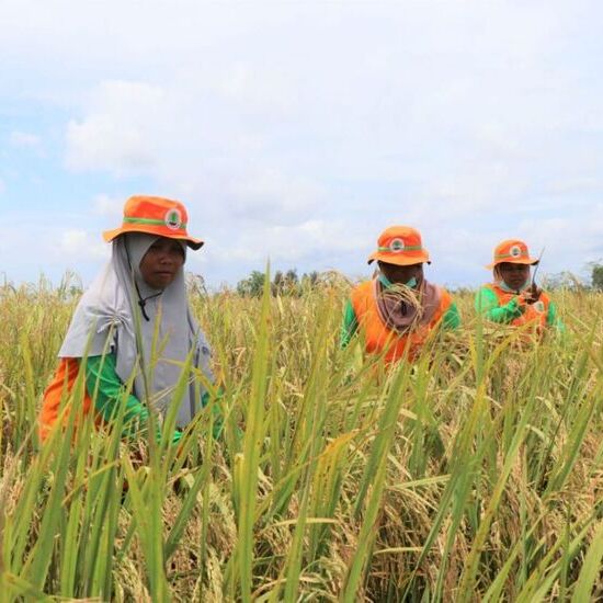 Ekonomi Padi di Indonesia: Biaya Produksi, Harga Jual, dan Analisis Usaha Tani