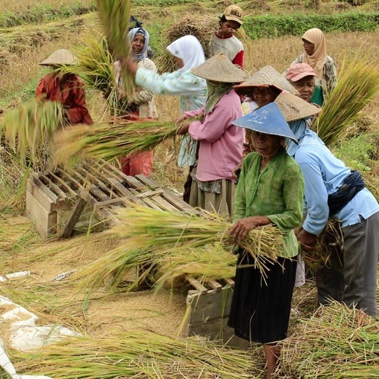 Dampak Sosial dan Ekonomi Budidaya Padi: Peran Penting, Implikasi Sosial, dan Kebijakan Pemerintah