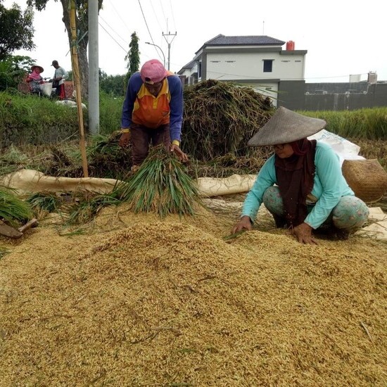 Harga Gabah Anjlok, Petani Menjerit: Tantangan dan Solusi untuk Keberlanjutan Pertanian