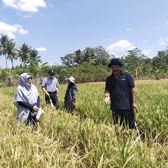 Mengukir Prestasi: Pendampingan Produksi Benih Padi Varietas Protani di Desa Gintungan