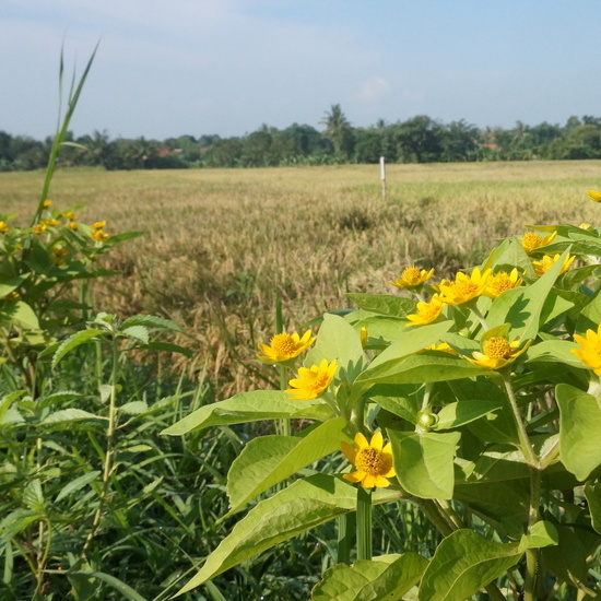 Revitalisasi Pertanian Indonesia: Menuju Masa Depan Hijau dengan PT Matari Agro Indonesia