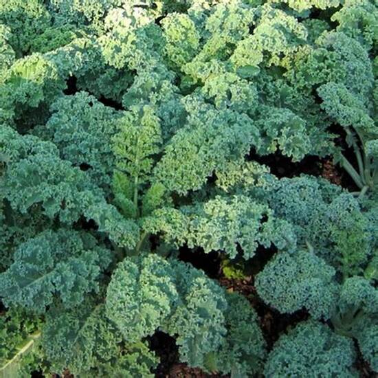 Kale: Superfood yang Menjanjikan di Industri Agroindustri Indonesia