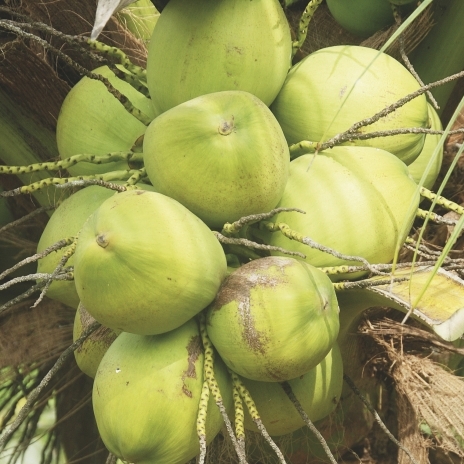 Inovasi Pertanian: Kelapa Pandan Wangi, Komoditas Unggulan dengan Omzet Fantastis