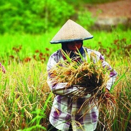 Strategi Meningkatkan Ketahanan Pangan Nasional: Kontribusi PT Matari Agro Indonesia dalam Transformasi Pertanian Berkelanjutan