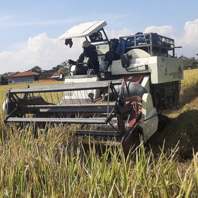 Manajemen On-Farm dalam Industri Beras: Kunci Stabilitas Pasokan Gabah sebagai Bahan Baku