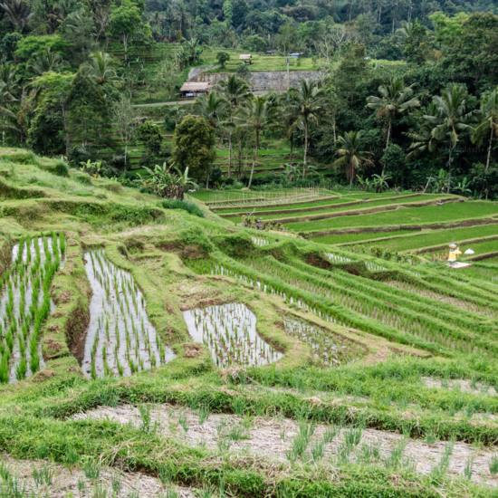 Mengoptimalkan Investasi Pertanian: Mengeksplorasi Peluang di Pasar Lokal dan Global