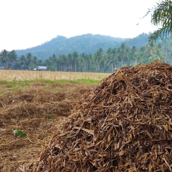 Solusi Pertanian Berkelanjutan: Pemanfaatan Limbah Pertanian untuk Pupuk Organik