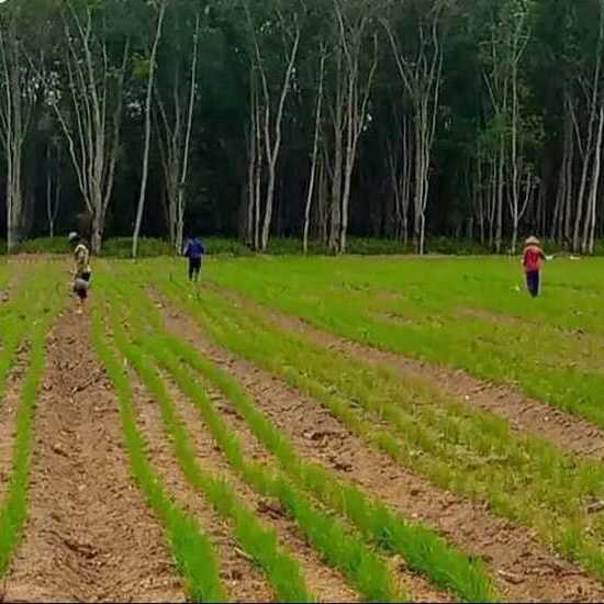 Padi Gogo Hutan Karet