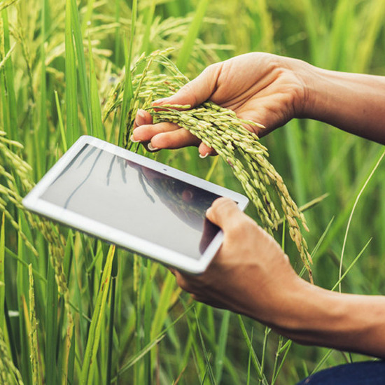 Transformasi AgriTech: Meningkatkan Produktivitas Pertanian dengan Teknologi Modern