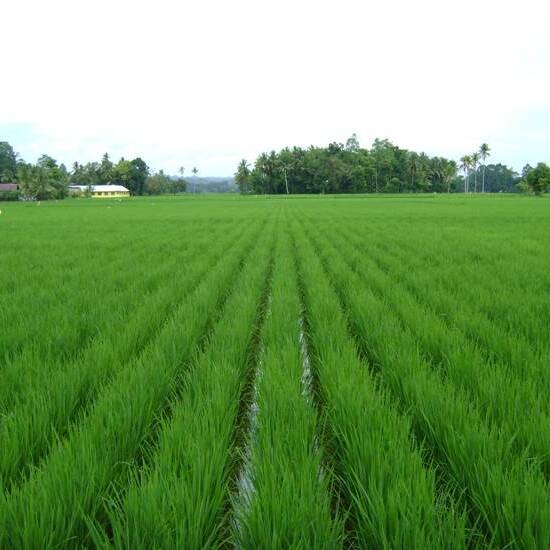 Biosistem Tanaman Padi, Meningkatkan Produktivitas dan Mengatasi ...