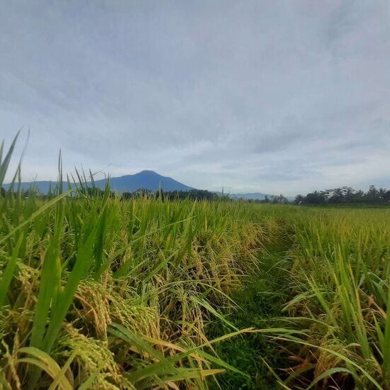 Teknologi Baru Digunakan untuk Meningkatkan Kualitas Padi