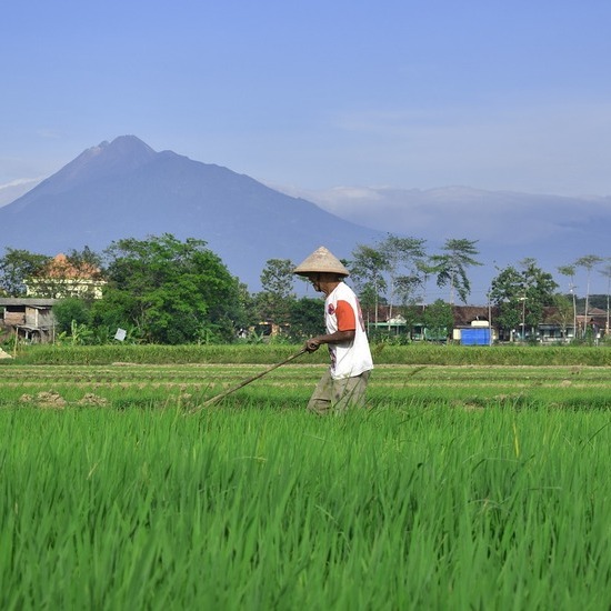 Mengoptimalkan Produksi Padi, Panduan Persiapan Lahan dan Teknik Pertanian Terkini