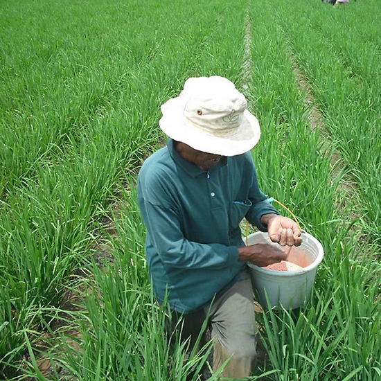 Strategi Optimalisasi Pupuk dan Nutrisi untuk Padi yang Berkelanjutan