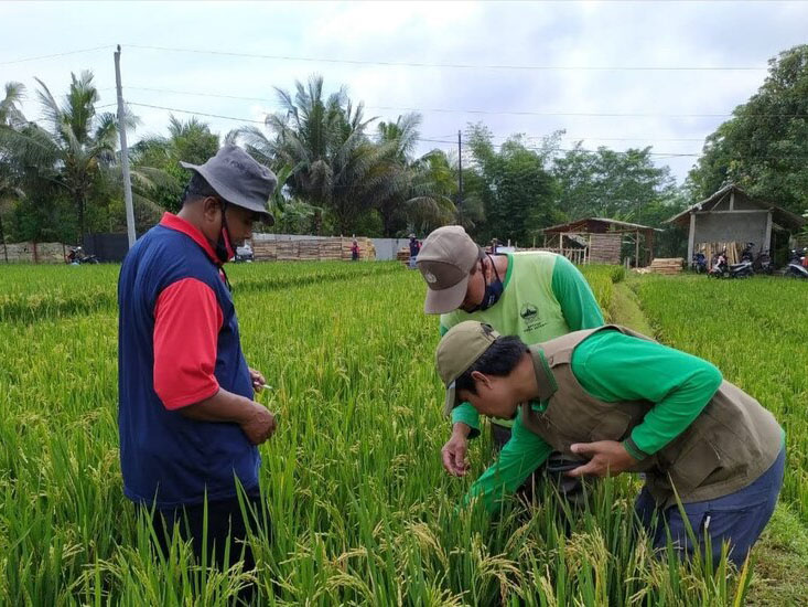 Mendampingi petani meningkatkan produksi pertanian secara berkelanjutan