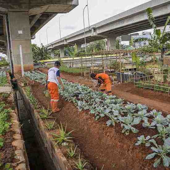 Pertanian Perkotaan: Mengubah Ruang Terbatas Menjadi Kebun Hijau yang Produktif