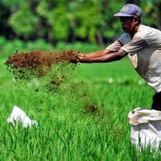 Membangun Masa Depan Pertanian Indonesia melalui Pertanian Berkelanjutan dan Organik