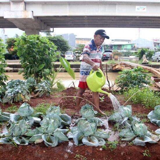 Pertanian Perkotaan: Solusi Kreatif untuk Pemenuhan Kebutuhan Pangan di Lingkungan Urban