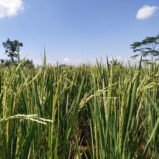 Strategi Meningkatkan Hasil Produksi Padi dengan Manajemen Agribisnis ...