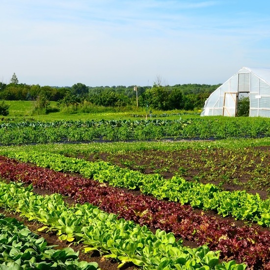 Membangun Ketahanan Pangan melalui Produksi Sayuran Organik dan Sehat