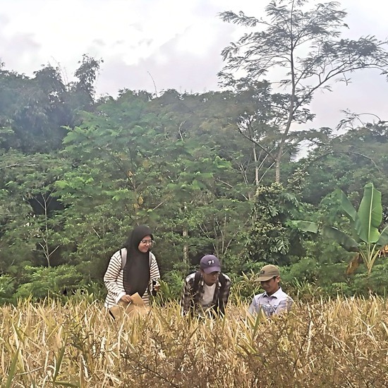 Seleksi Galur Murni Padi Sri Kawung, Hasil Pemuliaan Petani di Wonosobo