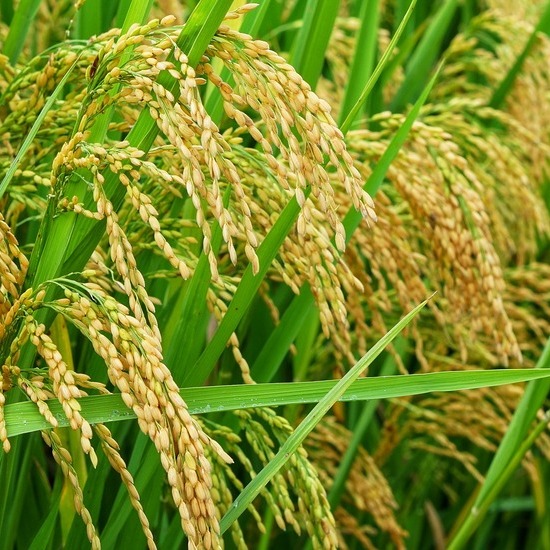 Tips Meningkatkan Produktivitas Padi dengan Metode SRI (System of Rice Intensification)