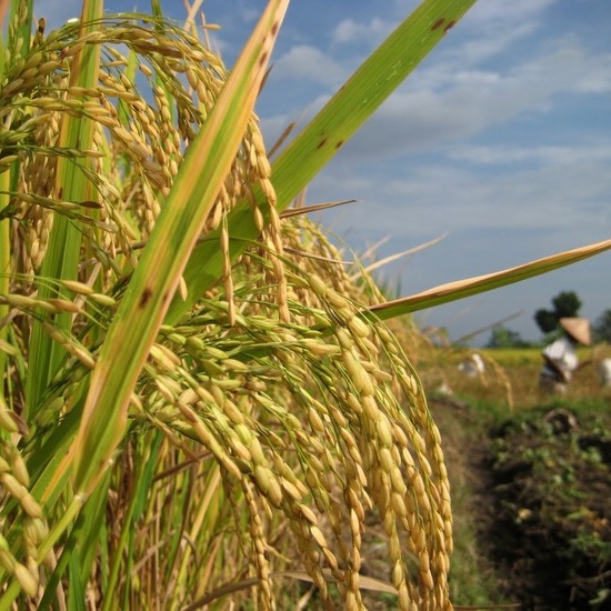 Tentang Matari Agro Indonesia