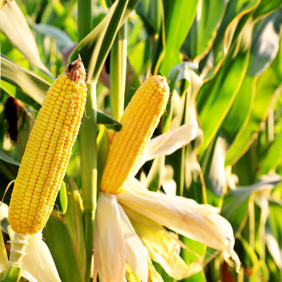 Panduan Praktis untuk Petani Jagung: Dari Benih Berkualitas hingga Panen Melimpah