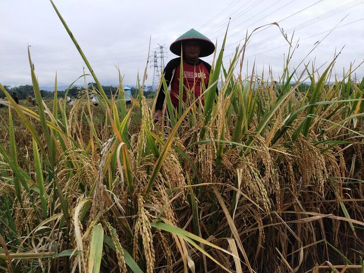 Konsultasi Varietas Tanaman Unggul: Optimalisasi Hasil Pertanian Anda